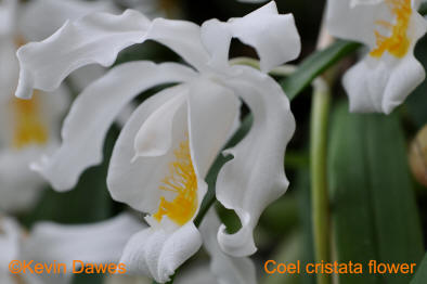 Coelogyne cristata 1 blühfähige Orchidee der Sorte 14cm Topf 